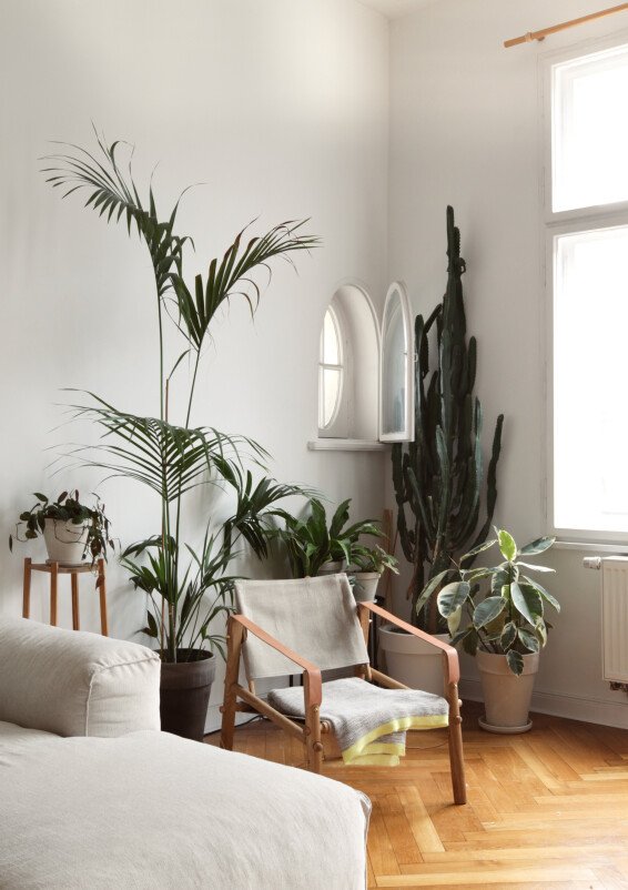 100sqm Indoor Jungle