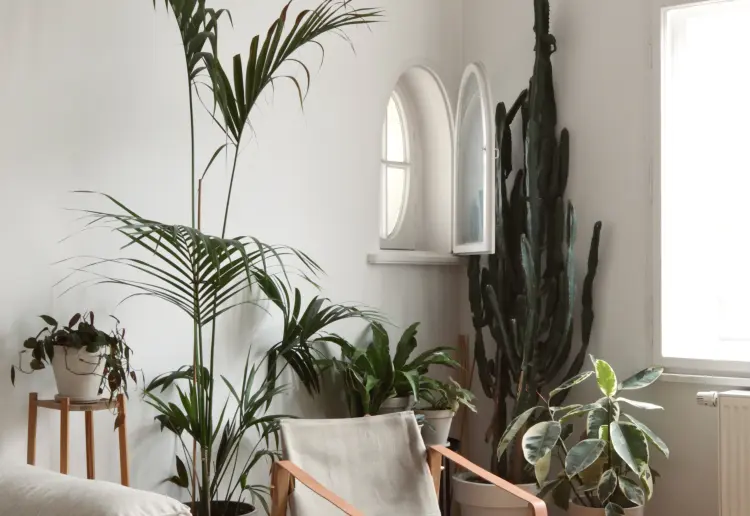 100sqm Indoor Jungle