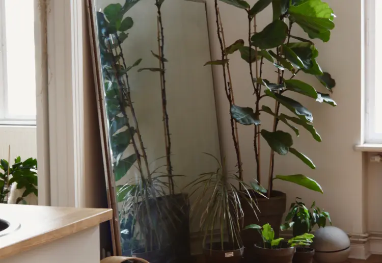 100sqm Indoor Jungle