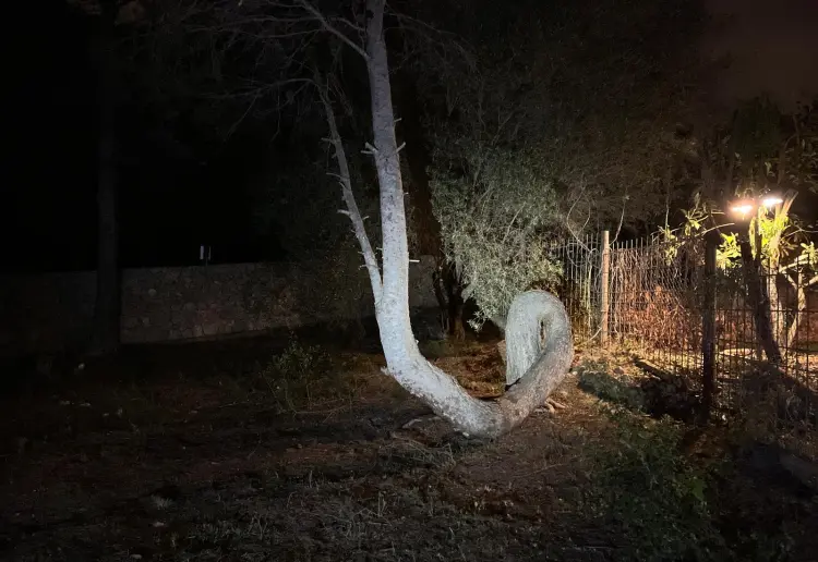 Jardín Árbol Caracol Barcelona