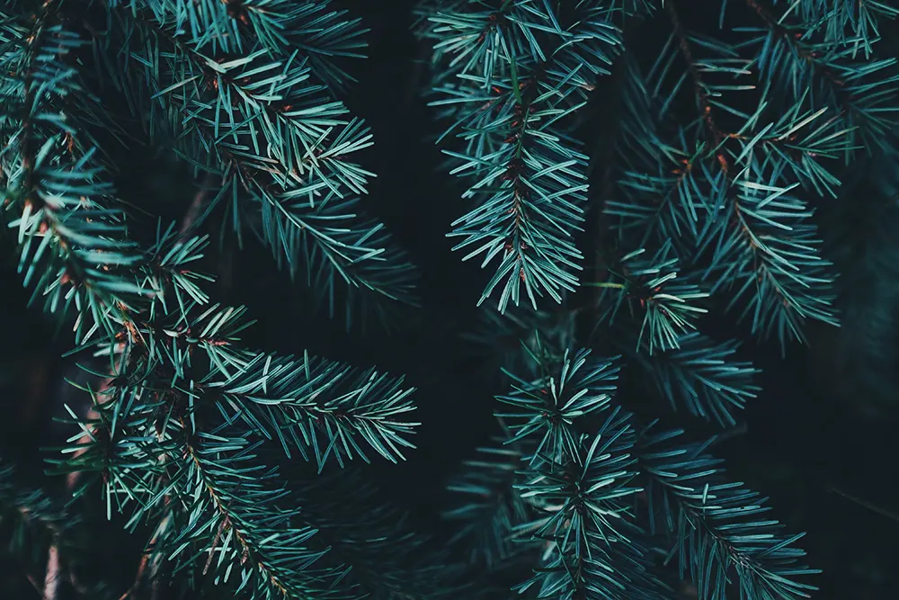 Abre tu pop-up store en Navidad