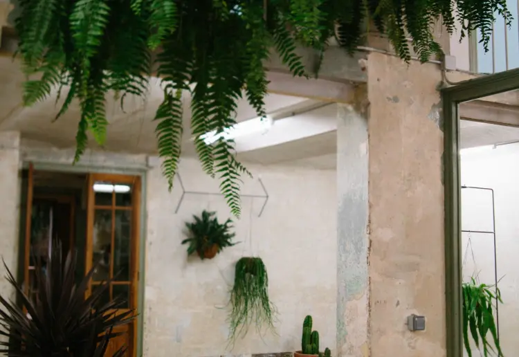Estudio botánico