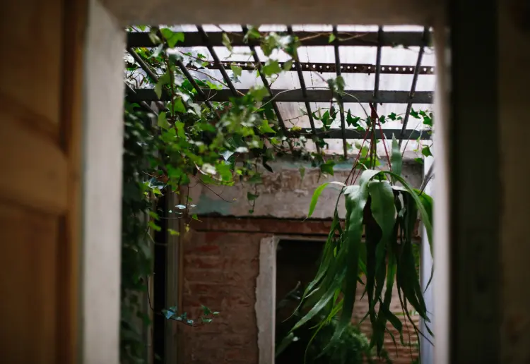Estudio botánico