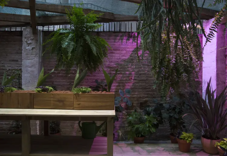Estudio botánico