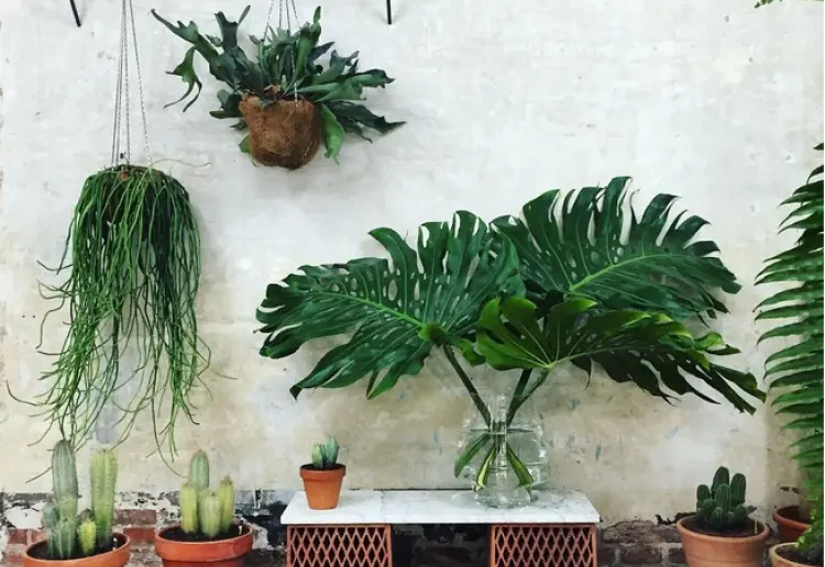 Estudio botánico