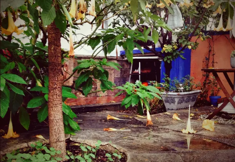 Jardín en Pleno centro de la Ciudad